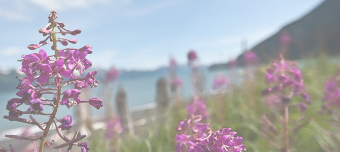 Resurrection Bay, Alaska Hepetitis Treatment Banner - courtesy of Brendan Smith/Wildlife Research Images